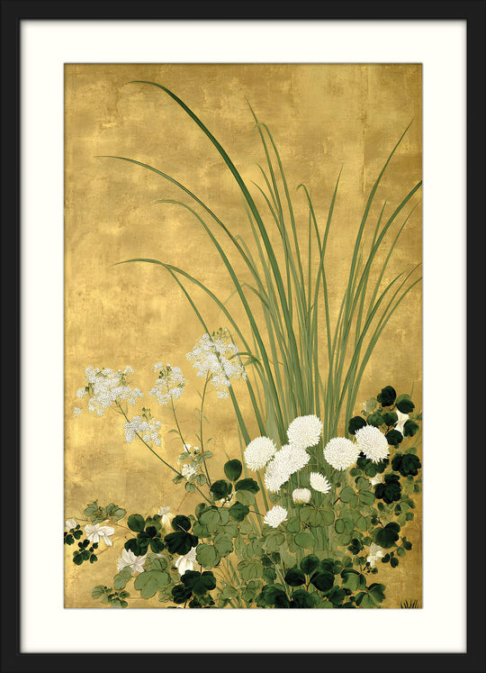 Japanese Chrysanthemum and Grasses