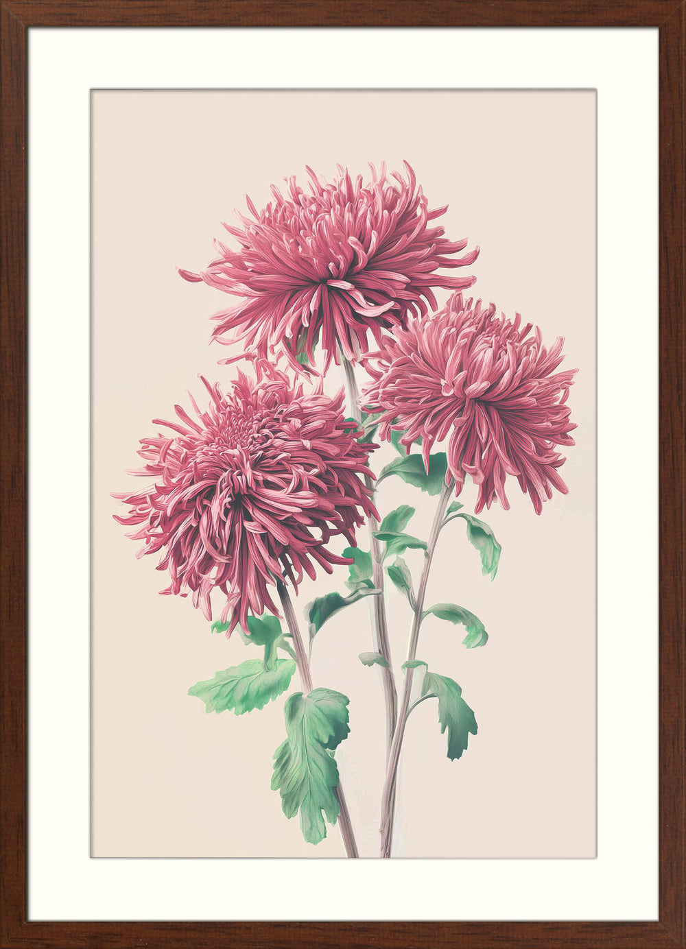 Chrysanthemum Study in Soft Bloom