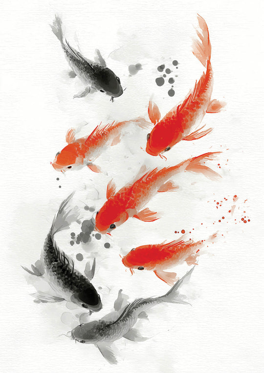 Koi Fish in Motion